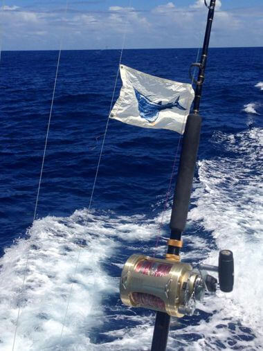 Vacationers camping in Waves in July released a beautiful Atlantic Sailfish on Longer Days.