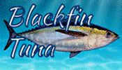Blackfin Tuna