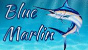 blue marlin