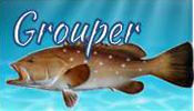 Grouper