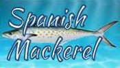 Spanish Mackerel