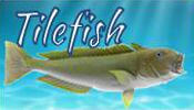  Tilefish