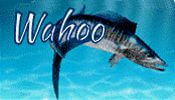 Wahoo
