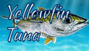 Yellowfin Tuna